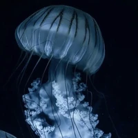 aurora<❤️‍🩹