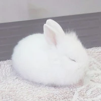 กระต่ายขาว🤍🐰
