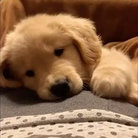 (พวกหมาเด็กของหลงเฟย)