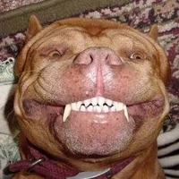 หมาบ้าประจำรร