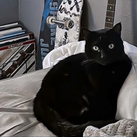𝐃𝐚𝐱 ( 𝐠𝐚𝐭𝐨)