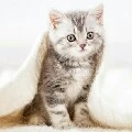เอวซ่า(สัตว์เลี้ยงนางเอก)