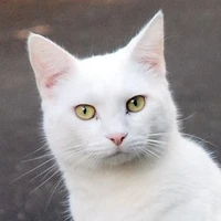 เเมวขาว