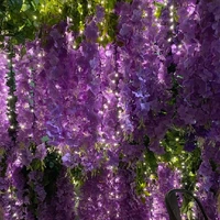 พระยาวิชัย