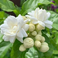 หลวงวิสุทธิ์