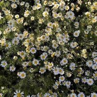 แสง//บ่าว