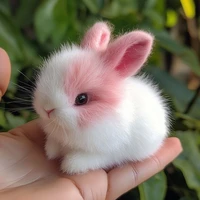 Bunny 🐇 (dudu)