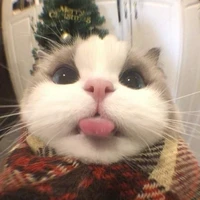 แอดเองอิหนู