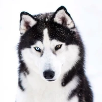 Chimmy •Lobo de Jimin•