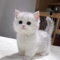 ลูกเเมว(สัตว์เลี้ยงของ นอ.)