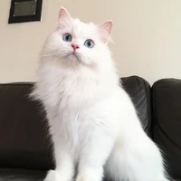 พอเพียง(ร่างแมว)