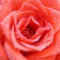พวกนางเอก