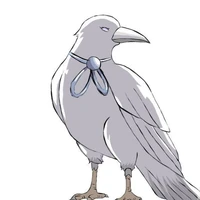 gagak putih ( shima )