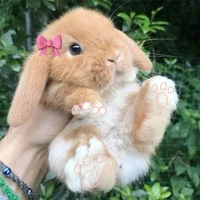 Bunny Author