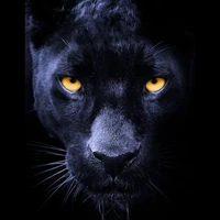 Panther (author) 