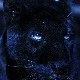Black Panther