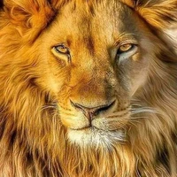 Zaar🦁[Tae
