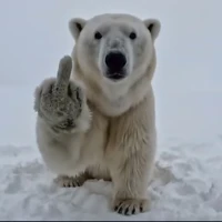 Knut