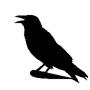 Crows