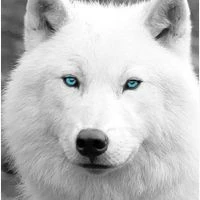 //Kakashi lobo blanco//