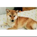 wolfy