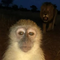 monkey