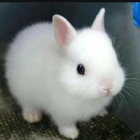 whitey