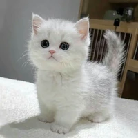 judy (fl pet)