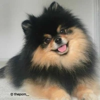 yeontan