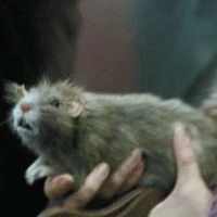 Scabbers