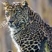 harimau