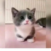 mascota de rin