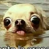 autora