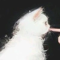 nevi (FL cat)