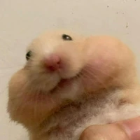 my little hamster