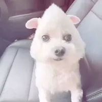 ???