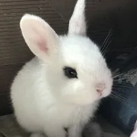 angry bunny