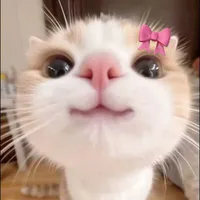 Author Avantika 🌷