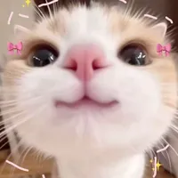author cutiepie