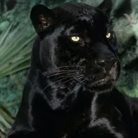 Shadow/ml pet