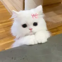 author tiantian