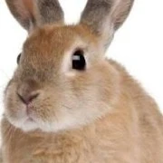 bunny