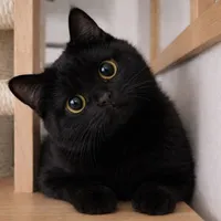 Lucien Jean Rodriguez(FL Cat)