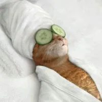 𝚕𝚊𝚣𝚢 𝚊𝚞𝚝𝚑𝚘𝚛