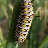 caterpillar author