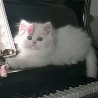 Pookie cat / Lily
