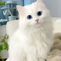author 😽