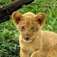 baby Leo lou