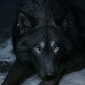 Atticus