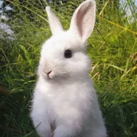 bunny